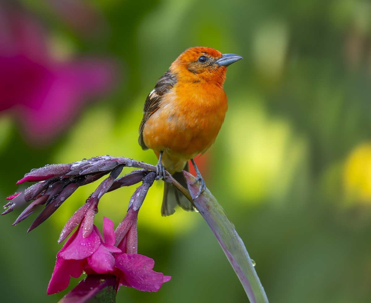 Flame-colored Tanager - ML635395849