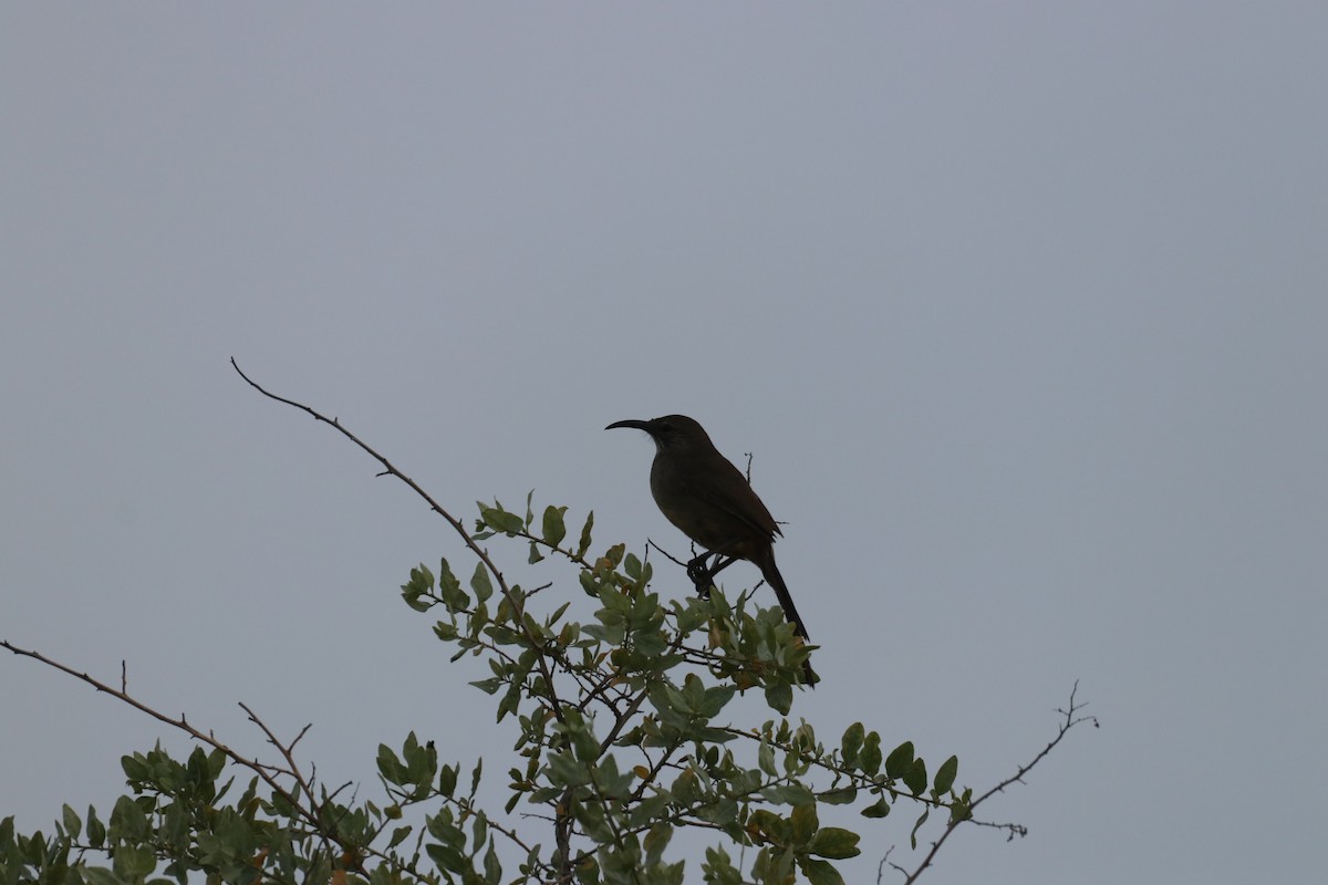 California Thrasher - ML635396009