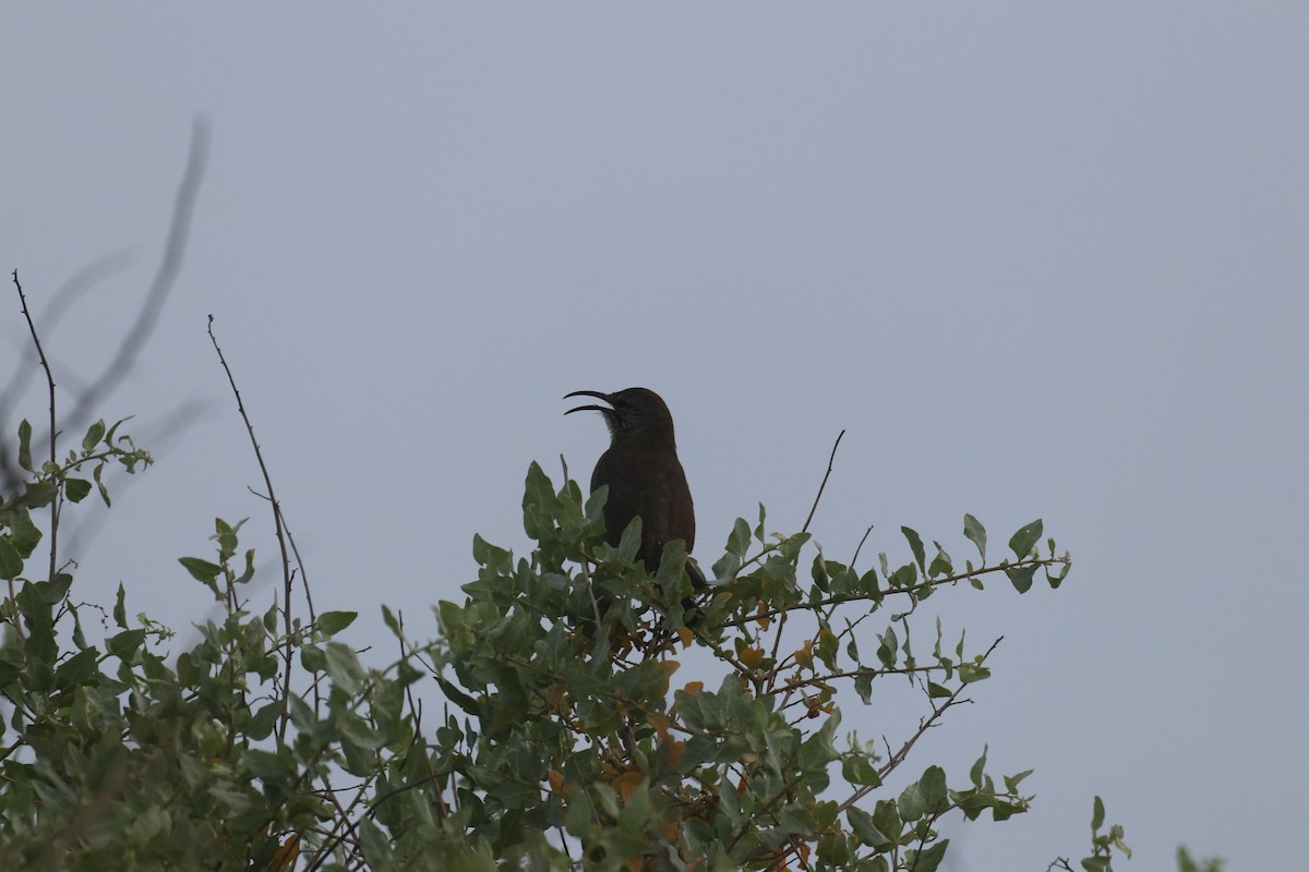 California Thrasher - ML635396011