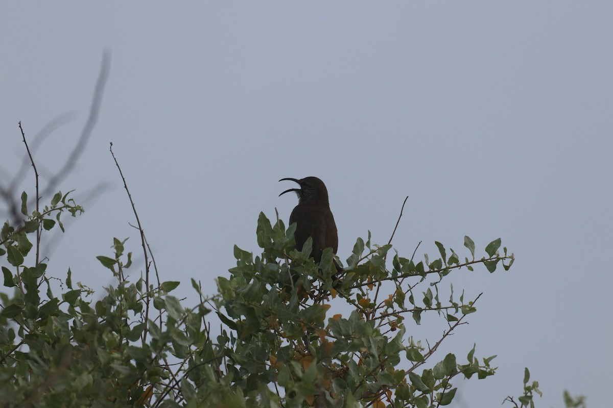 California Thrasher - ML635396012