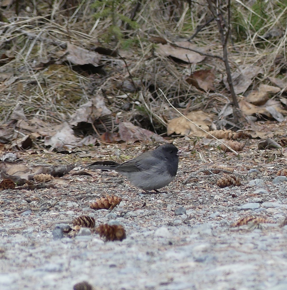 Dark-eyed Junco (Slate-colored) - ML635396047