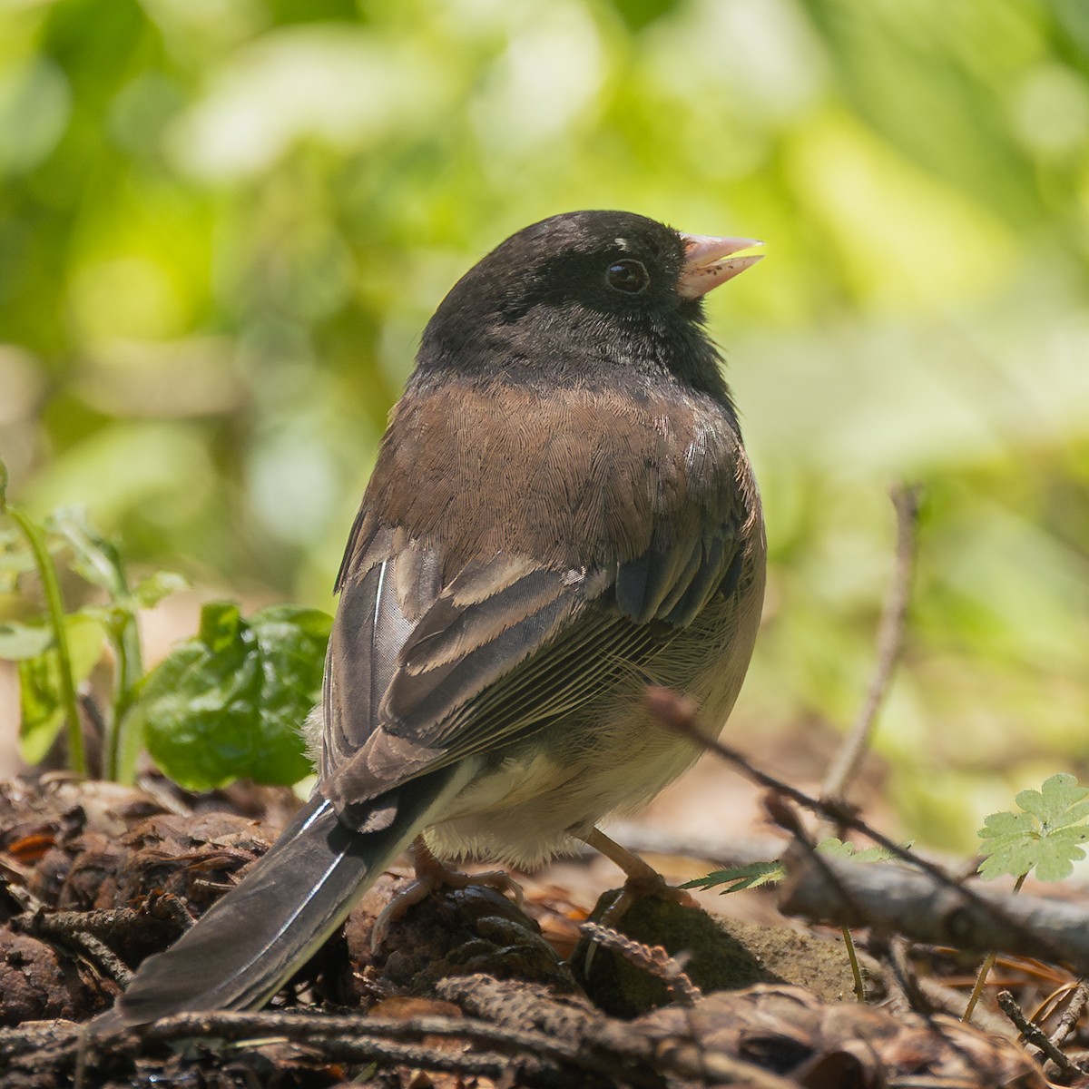Dark-eyed Junco - ML635396050