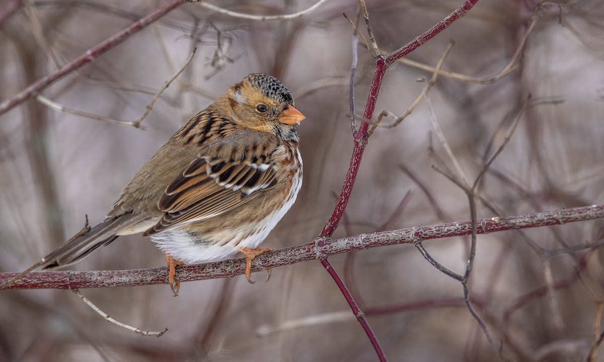 Harris's Sparrow - ML635396111