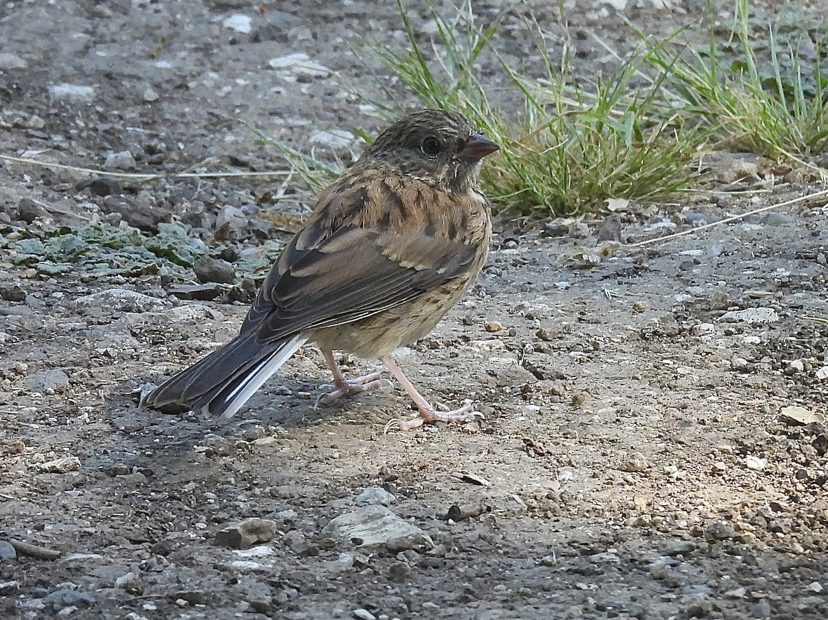 Dark-eyed Junco - ML635396119
