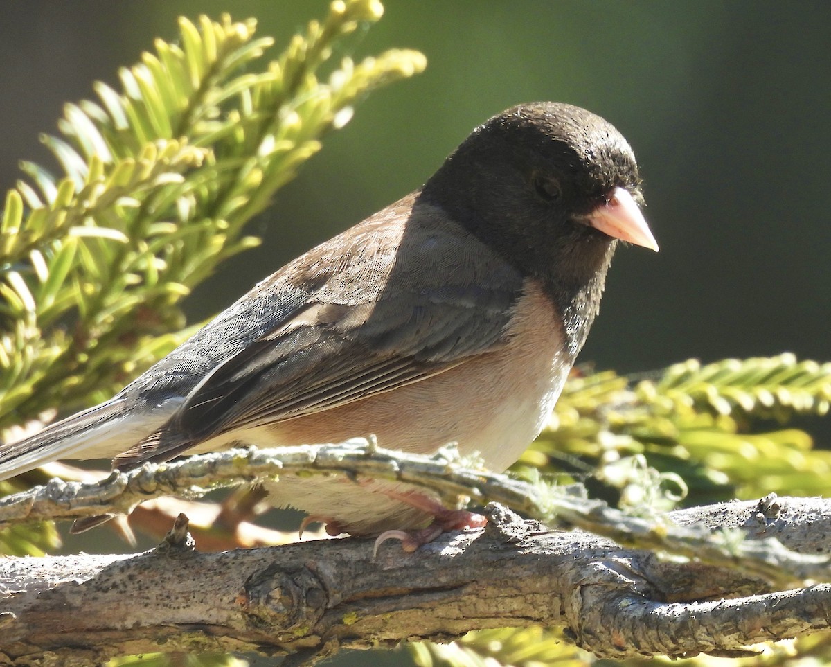 Dark-eyed Junco - ML635396120