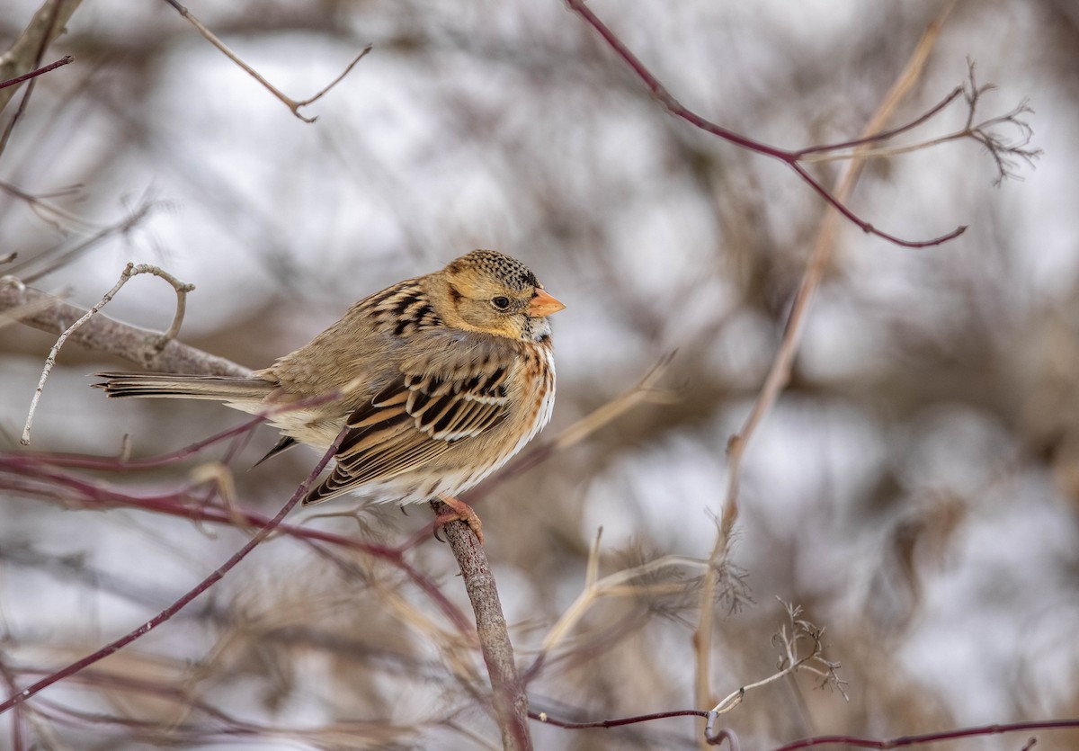 Harris's Sparrow - ML635396135