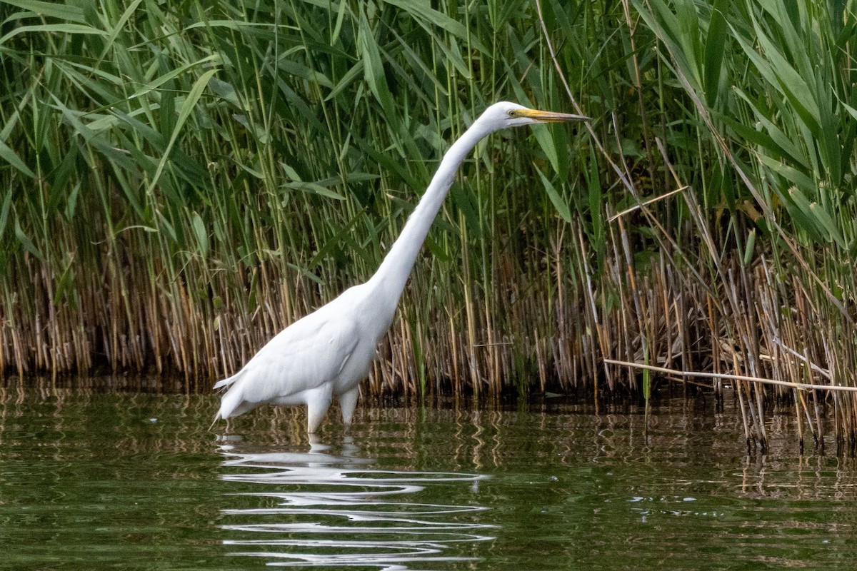 Great Egret (modesta) - ML635396284
