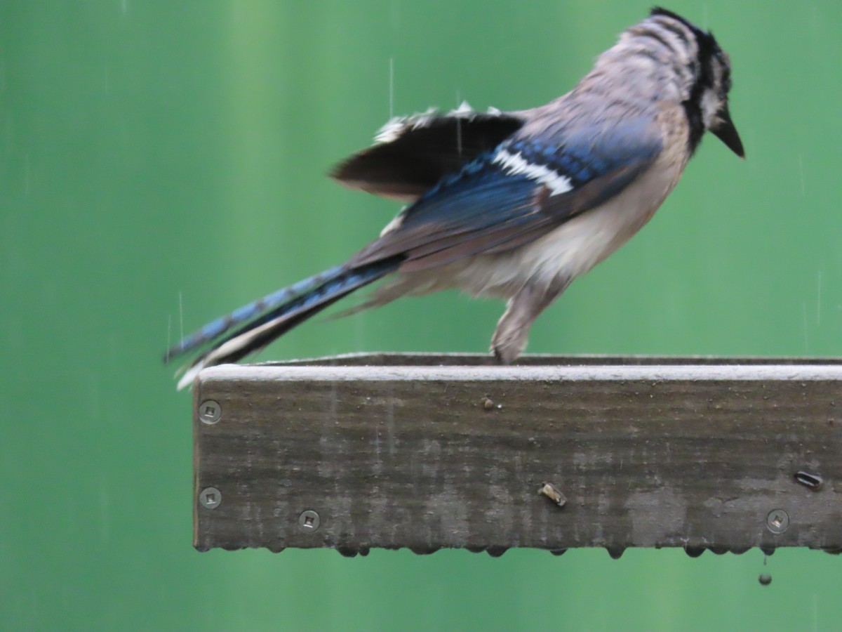 Blauhäher - ML635396286