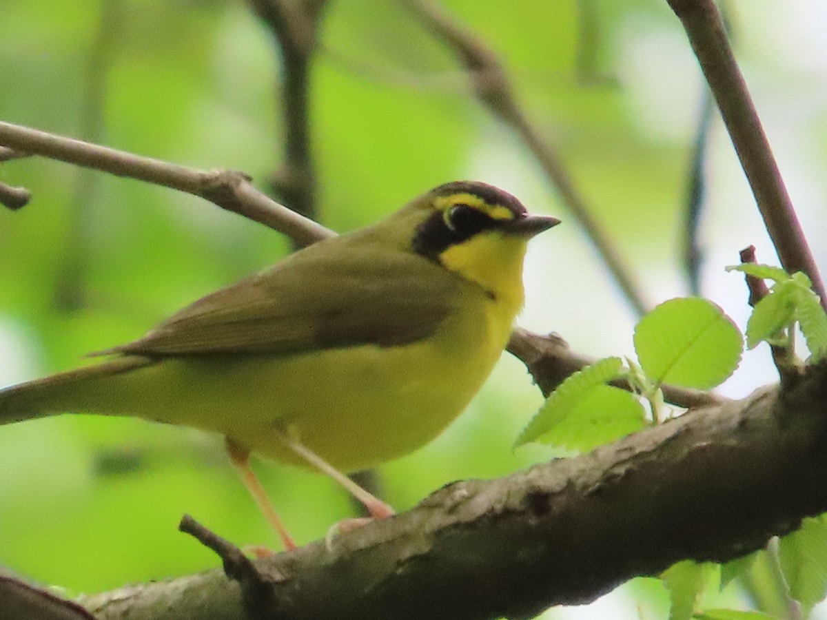 Kentucky Warbler - ML635396465