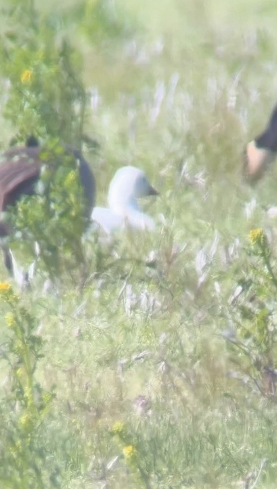 Snow/Ross's Goose - ML635396482