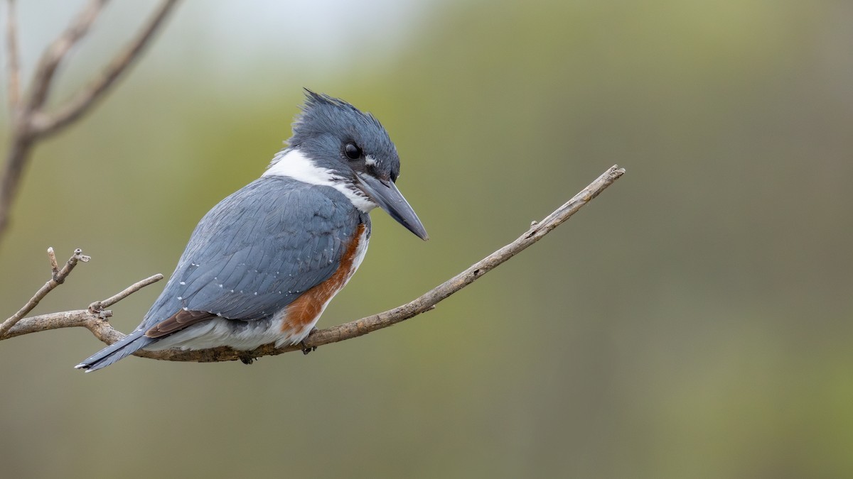 Belted Kingfisher - ML635396524