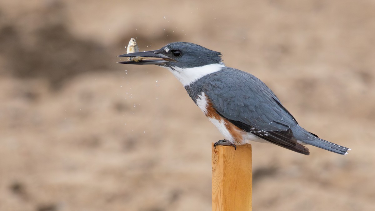 Belted Kingfisher - ML635396531