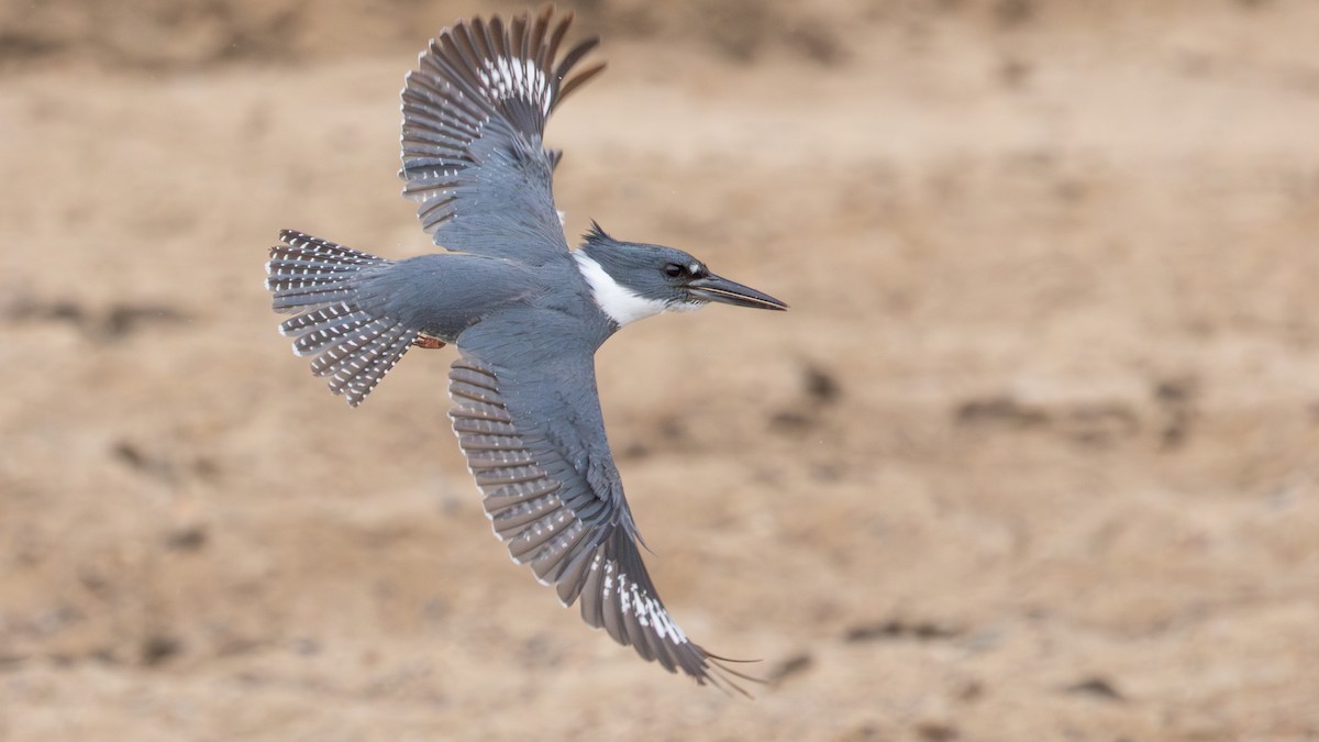 Belted Kingfisher - ML635396533