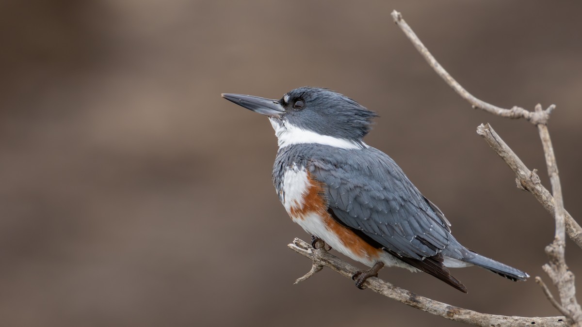 Belted Kingfisher - ML635396544