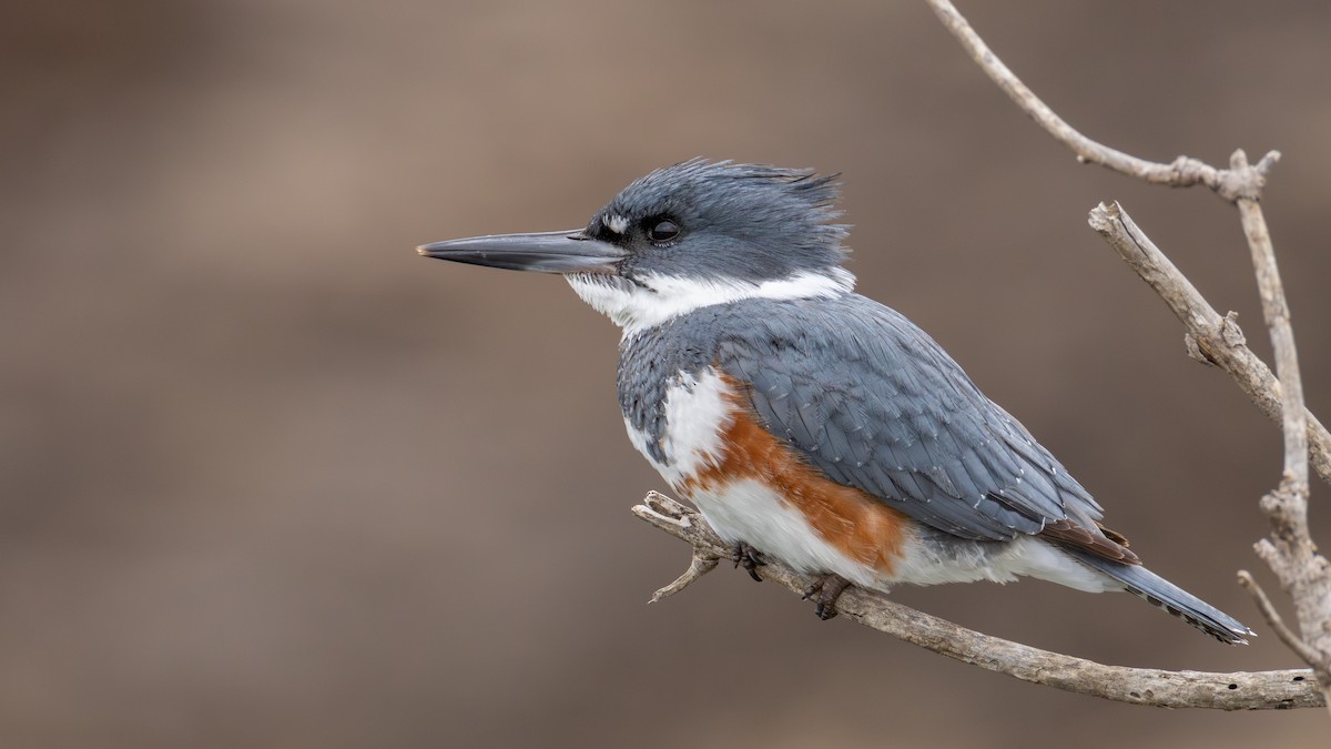 Belted Kingfisher - ML635396545