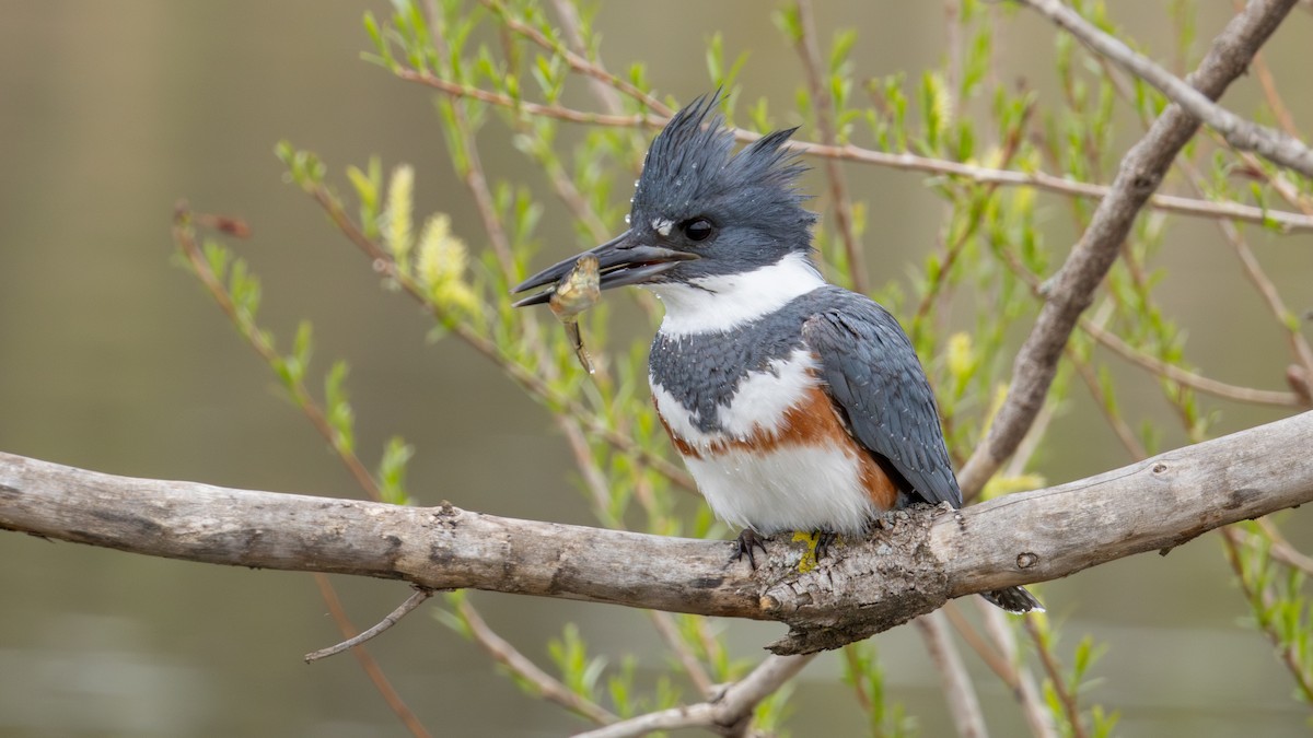 Belted Kingfisher - ML635396556