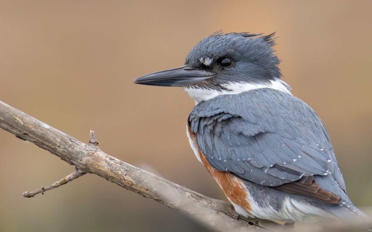 Belted Kingfisher - ML635396569