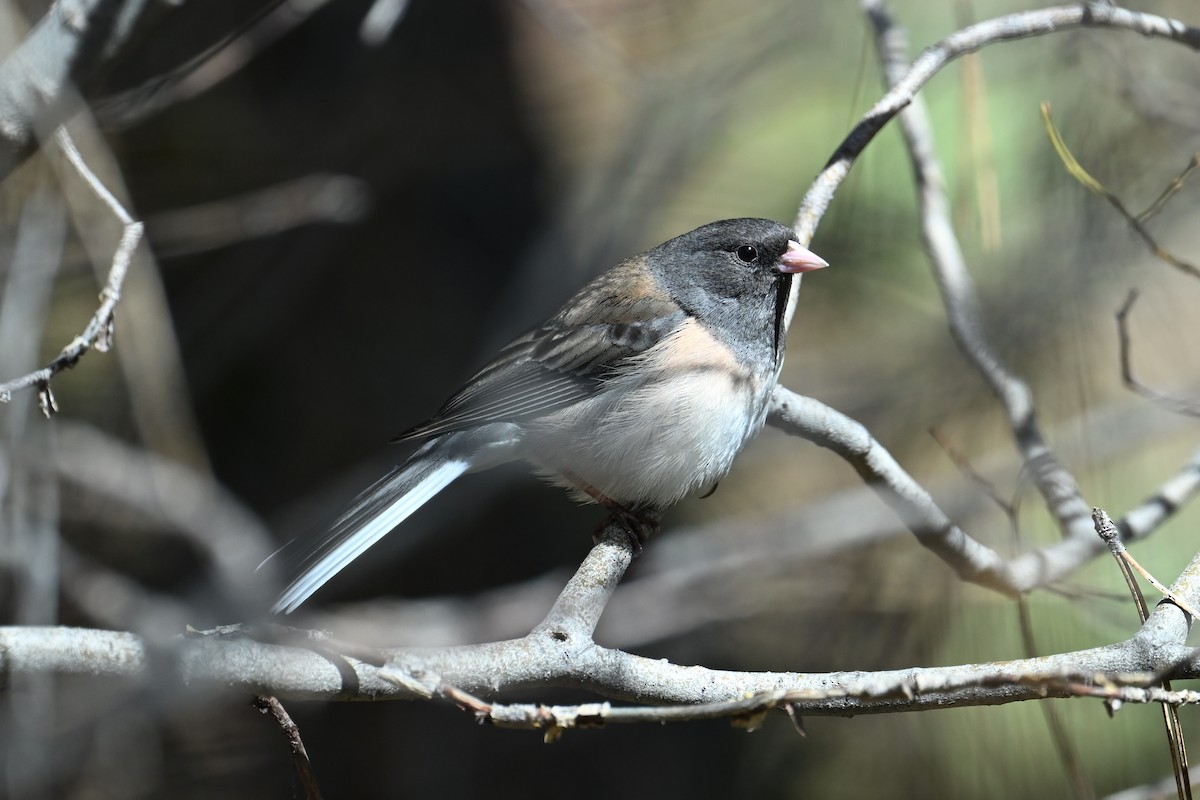 Dark-eyed Junco - ML635396625