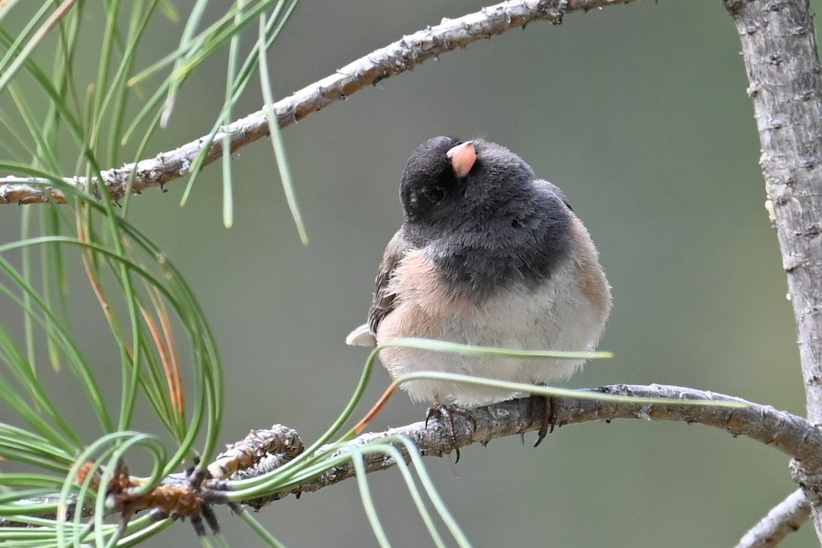 Dark-eyed Junco - ML635396632