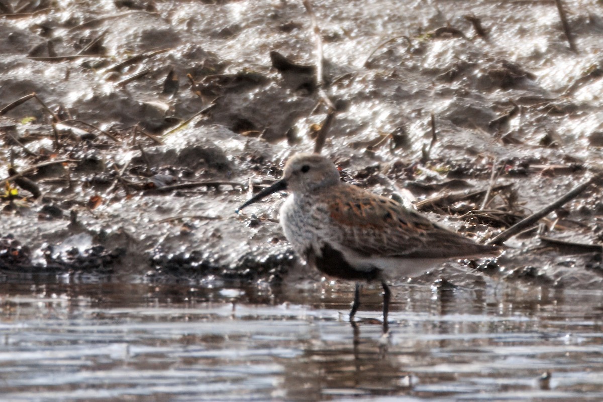 jespák obecný - ML635396643