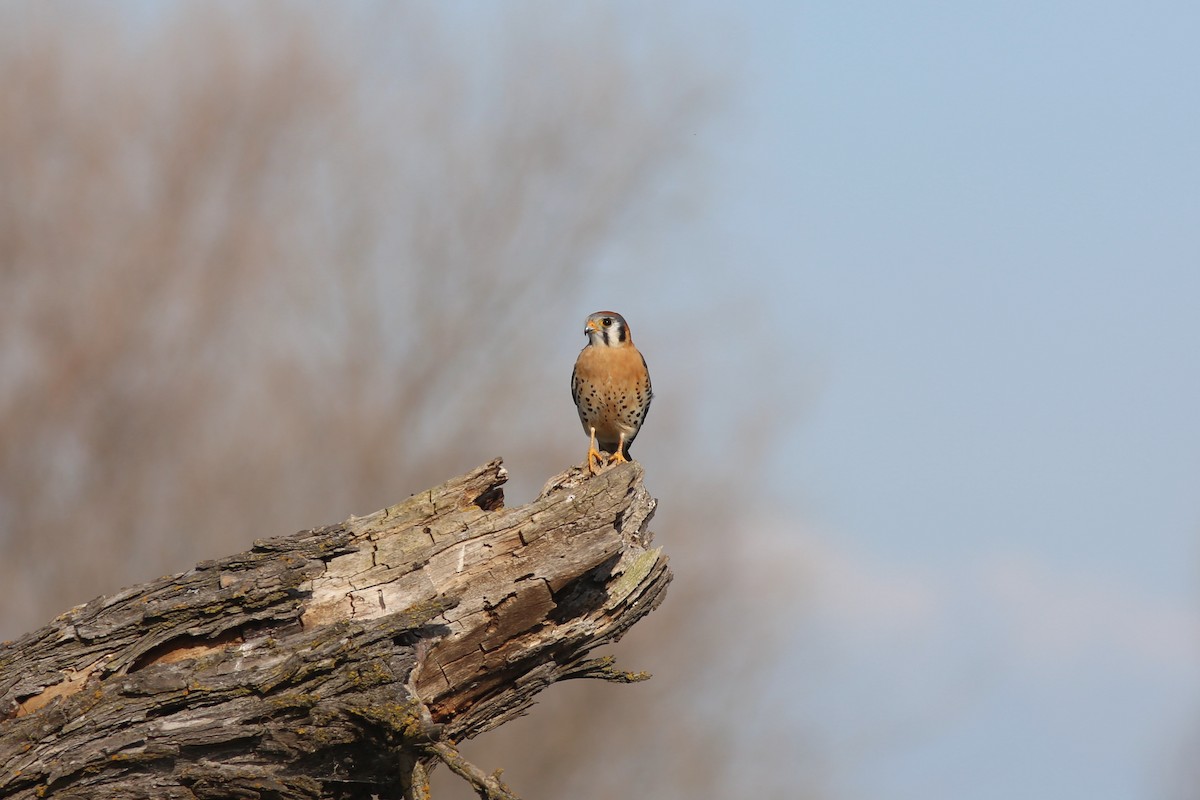 American Kestrel - ML635396692