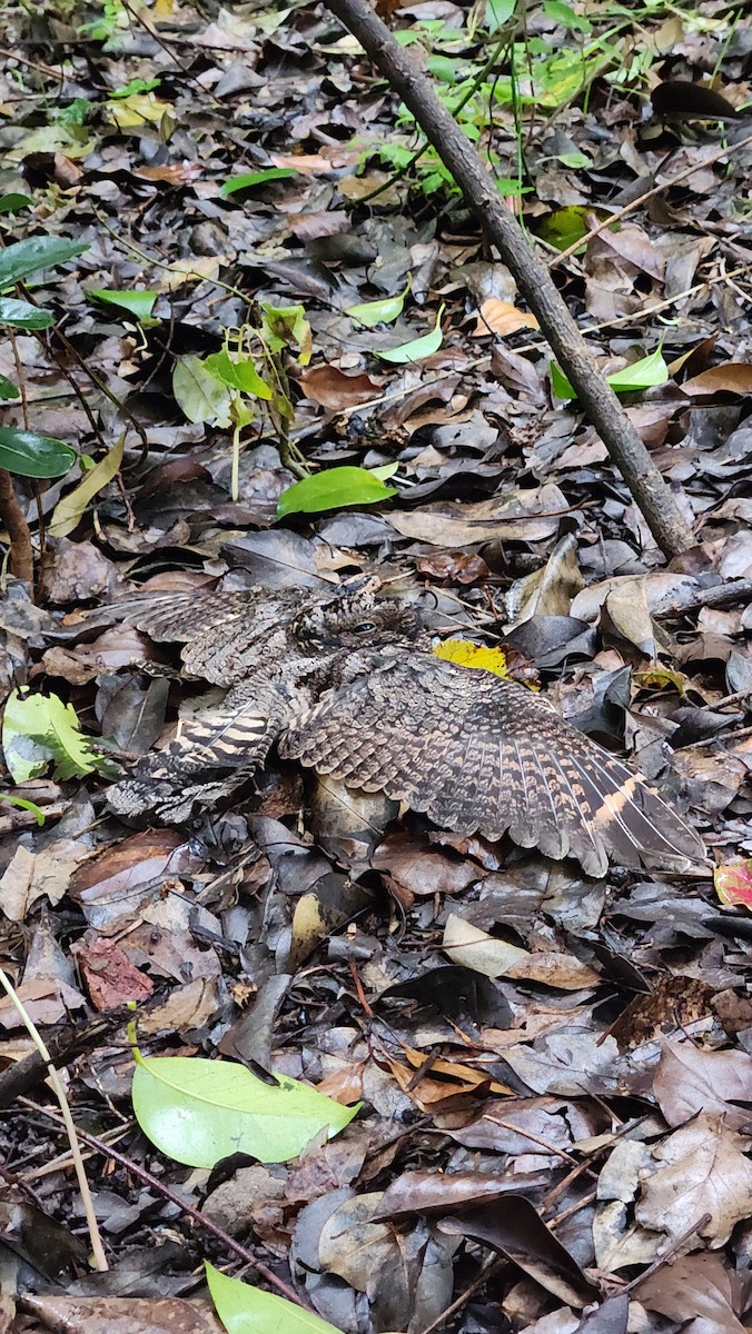 Band-winged Nightjar - ML635396709