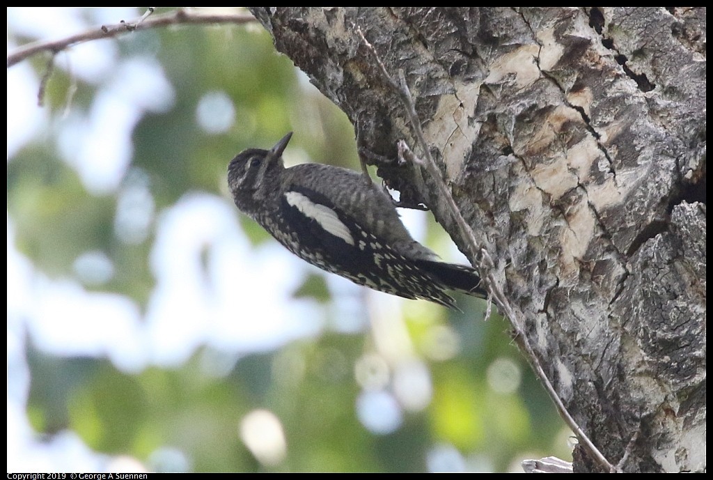 Red-naped Sapsucker - ML635396914