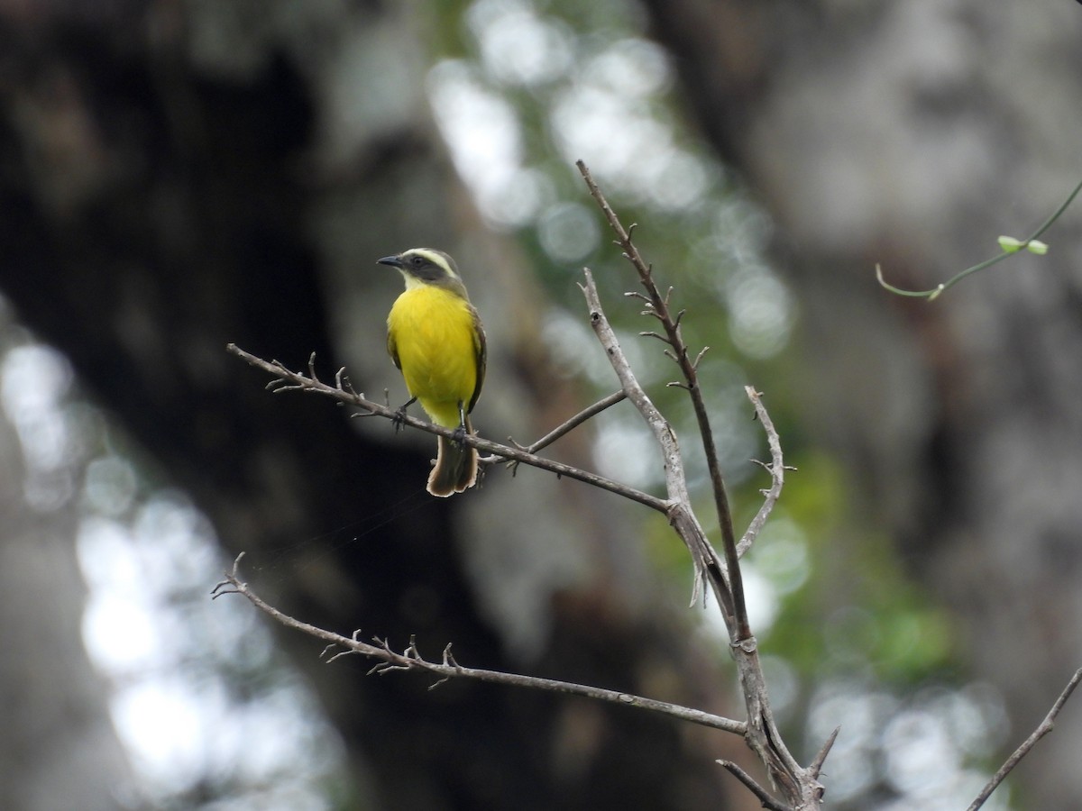 Social Flycatcher - ML635396957