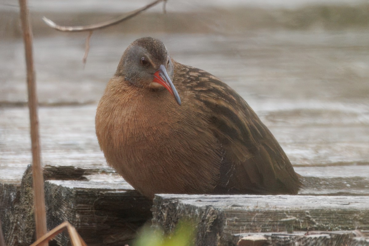 chřástal virginský - ML635396959
