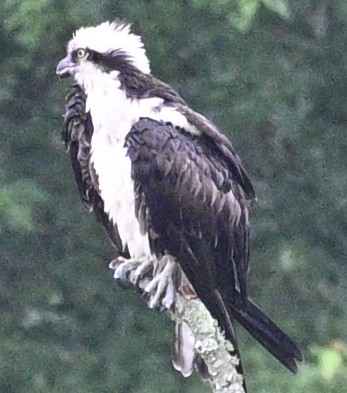 Osprey - ML635396984
