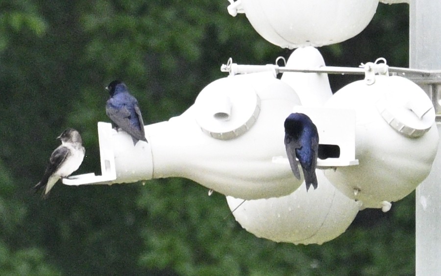 Purple Martin - ML635397003