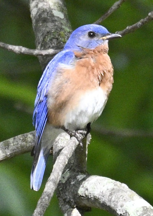 Eastern Bluebird - ML635397013