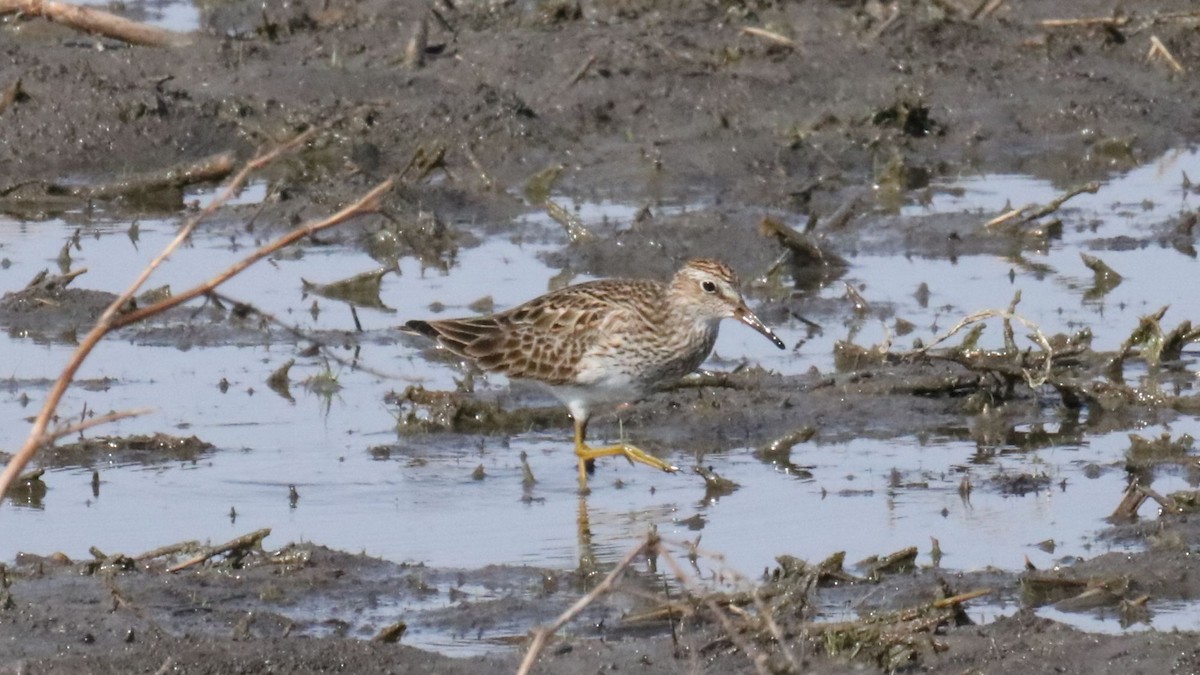 Graubrust-Strandläufer - ML635397043