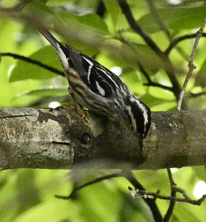 Black-and-white Warbler - ML635397045