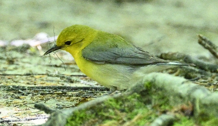 Prothonotary Warbler - ML635397059