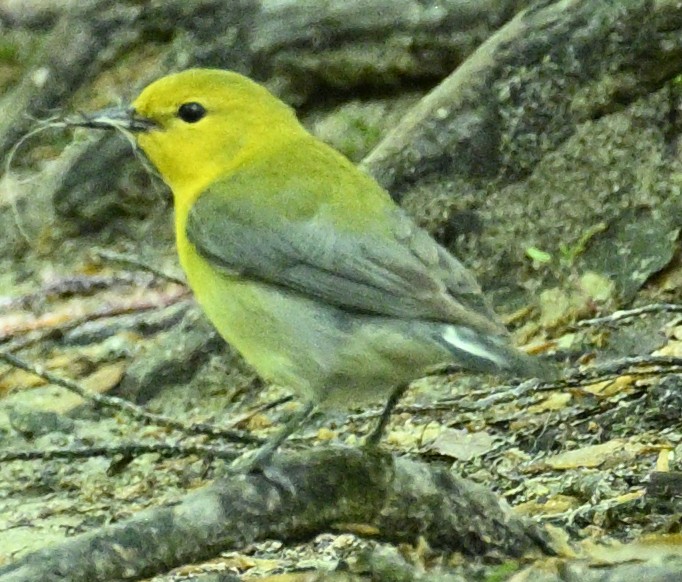 Prothonotary Warbler - ML635397060