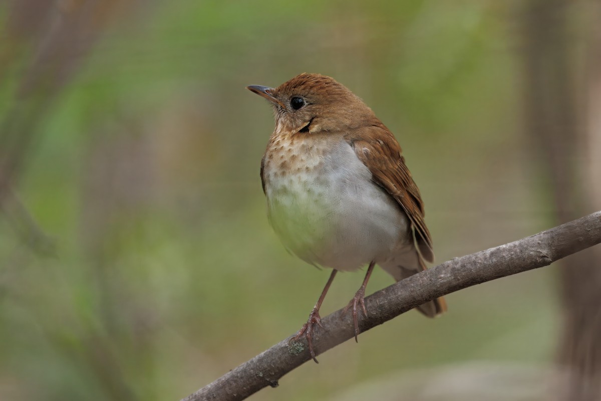 drozd hnědavý - ML635397069