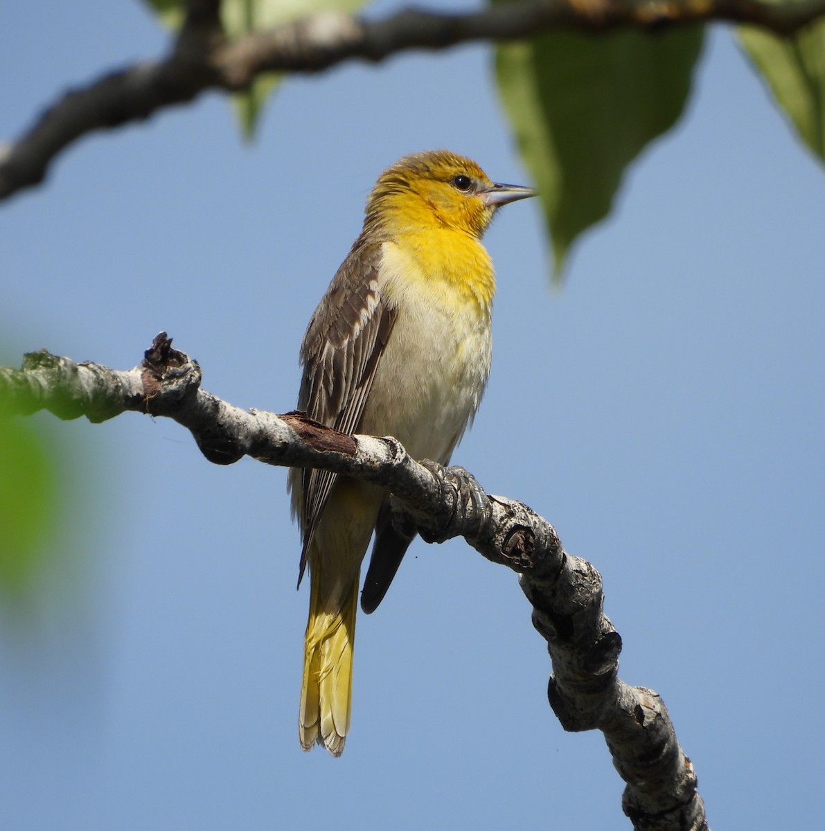 Bullock's Oriole - ML635397129