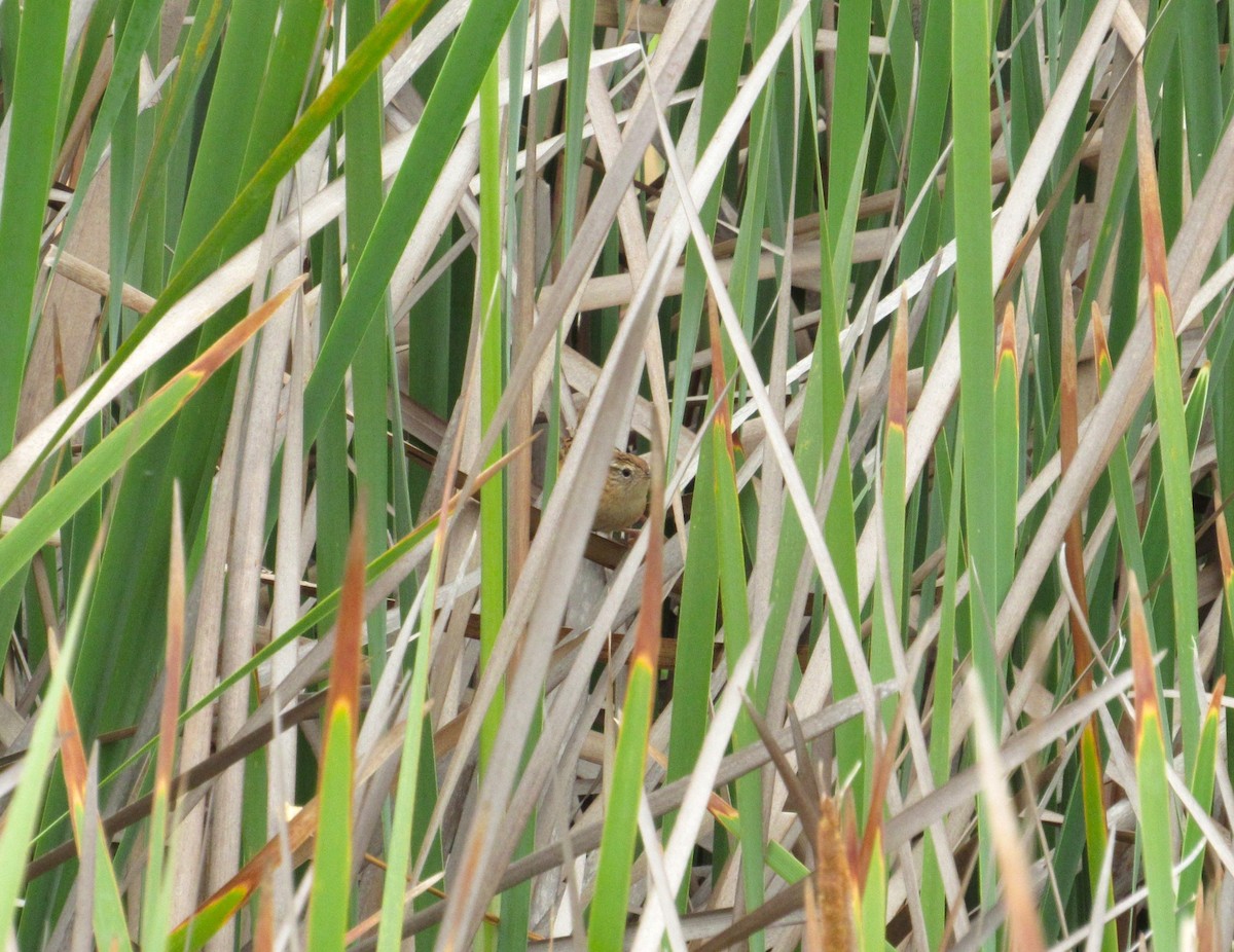 Grass Wren (Austral) - ML635397230