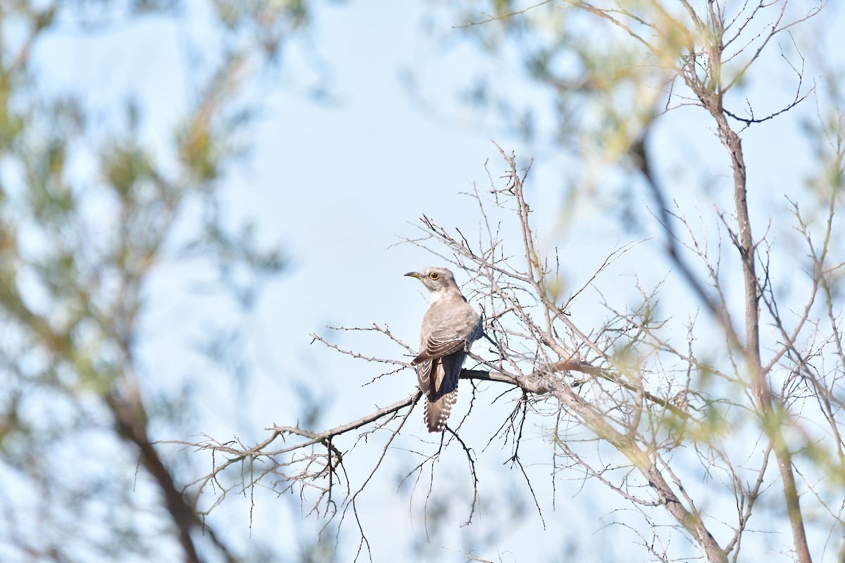 Pallid Cuckoo - ML635397324