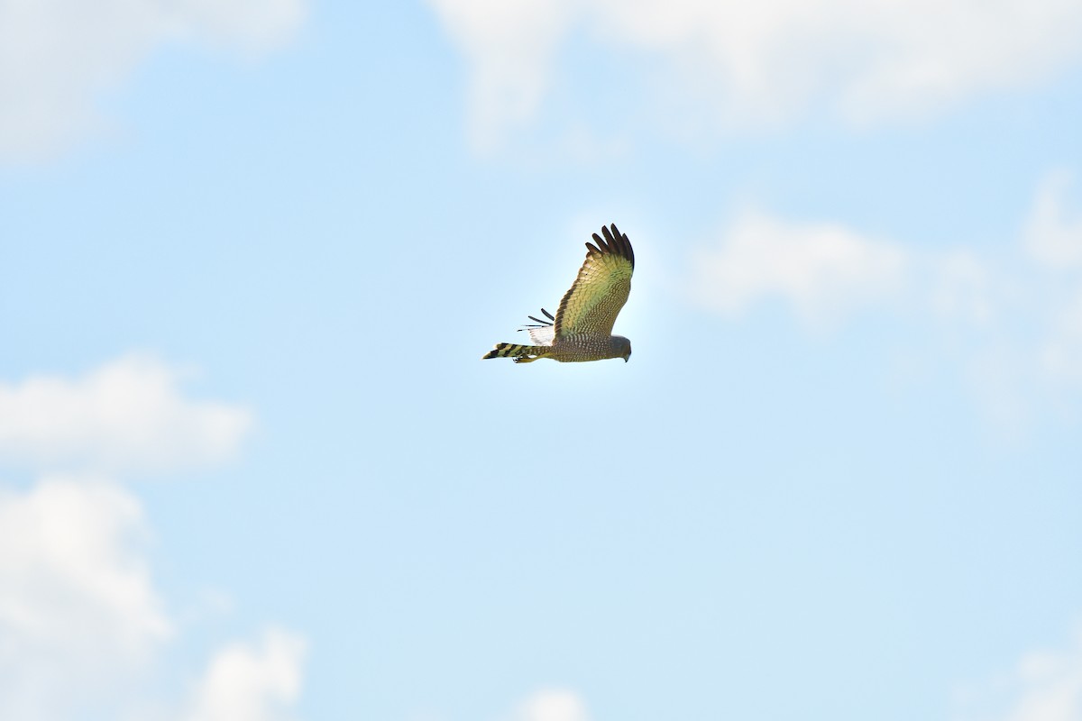 Spotted Harrier - ML635397342