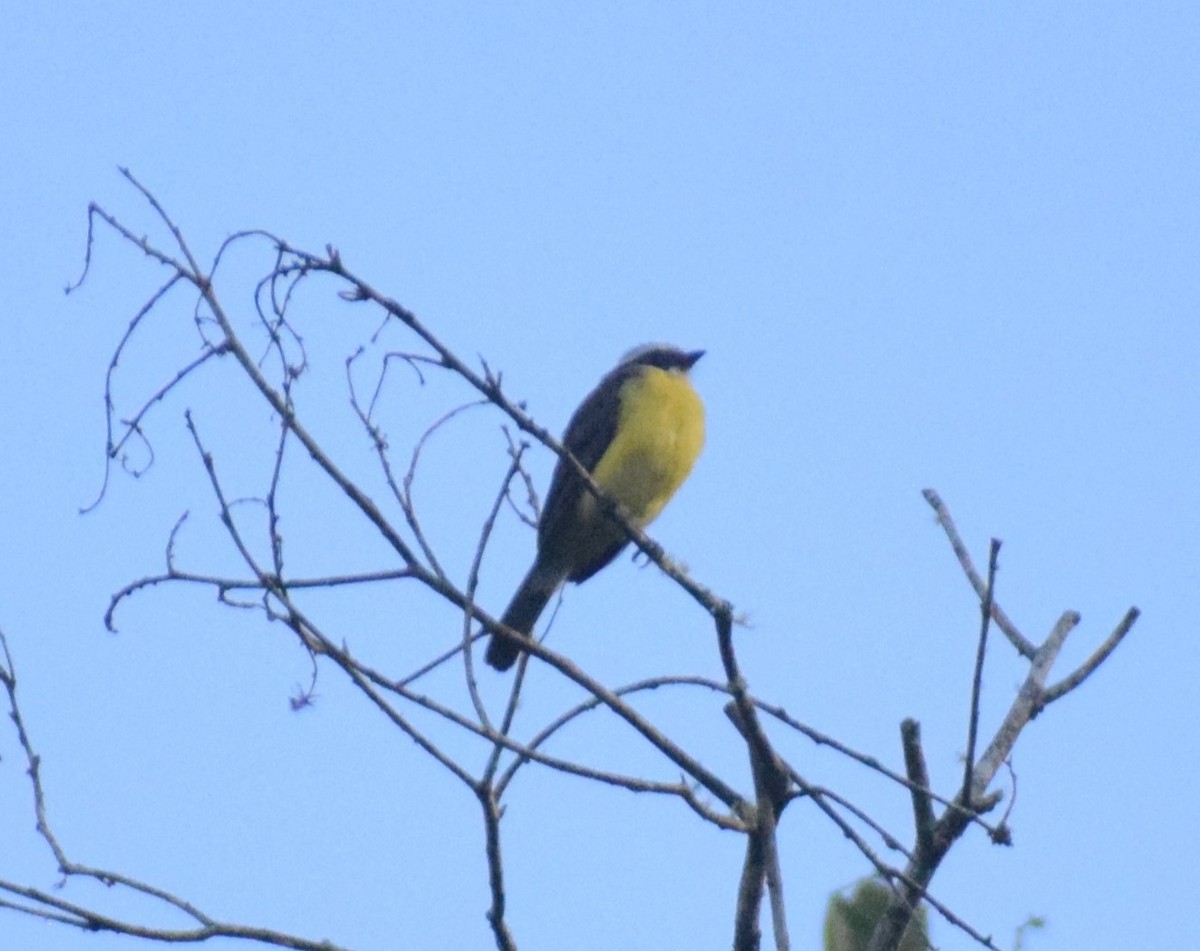Social Flycatcher - ML635397358