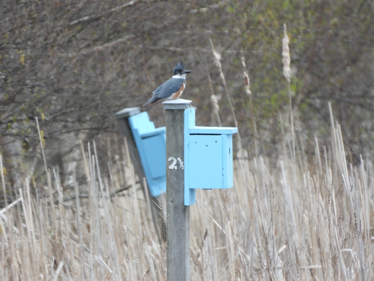 Belted Kingfisher - ML635397447