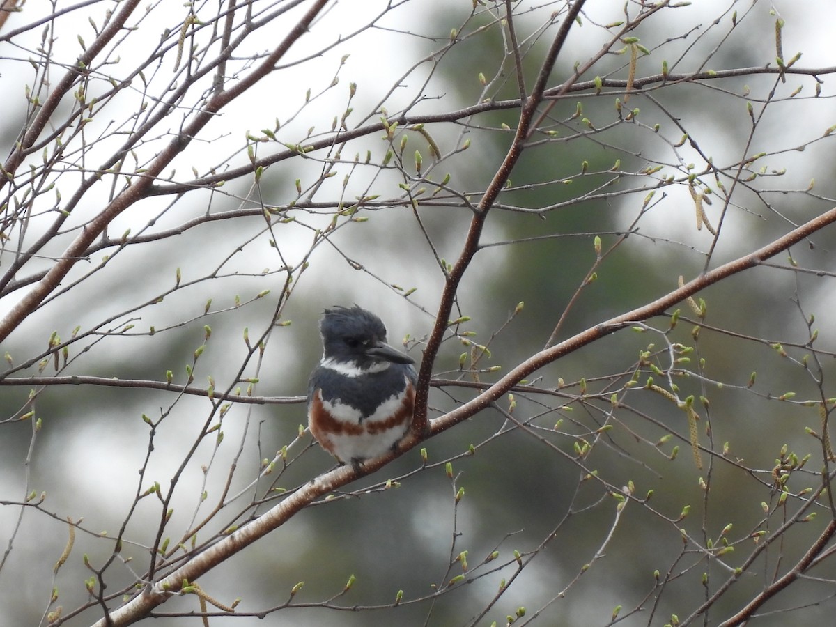 Belted Kingfisher - ML635397448
