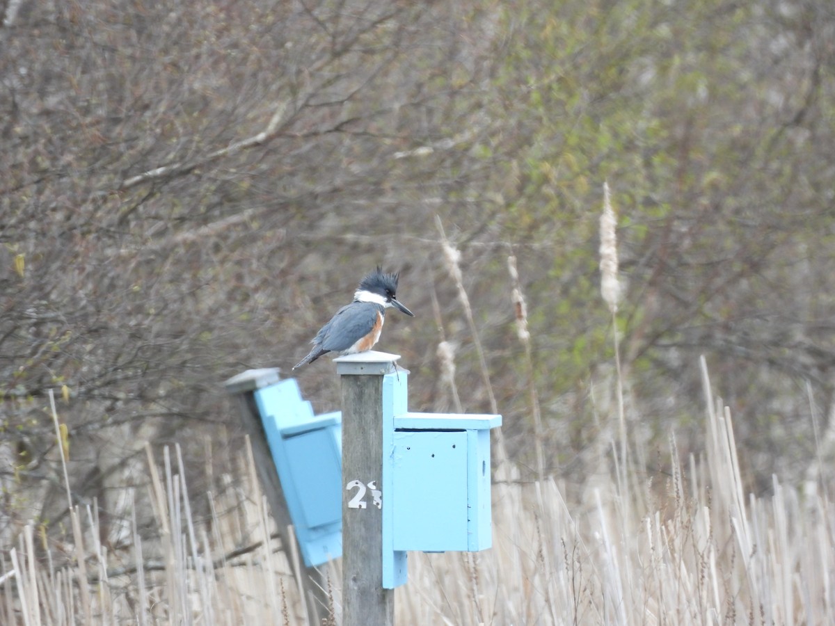 Belted Kingfisher - ML635397449