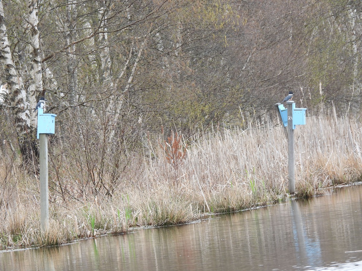 Belted Kingfisher - ML635397450