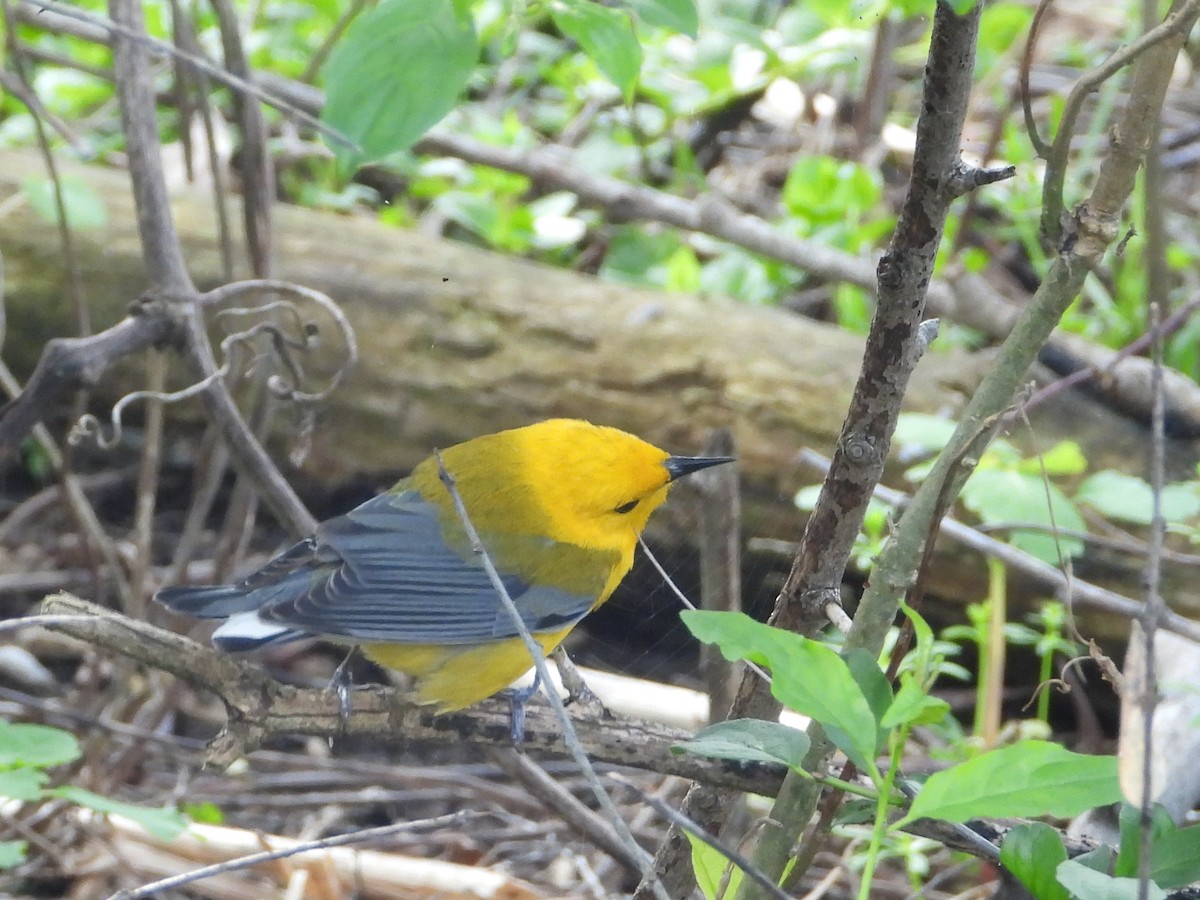 Prothonotary Warbler - ML635397533