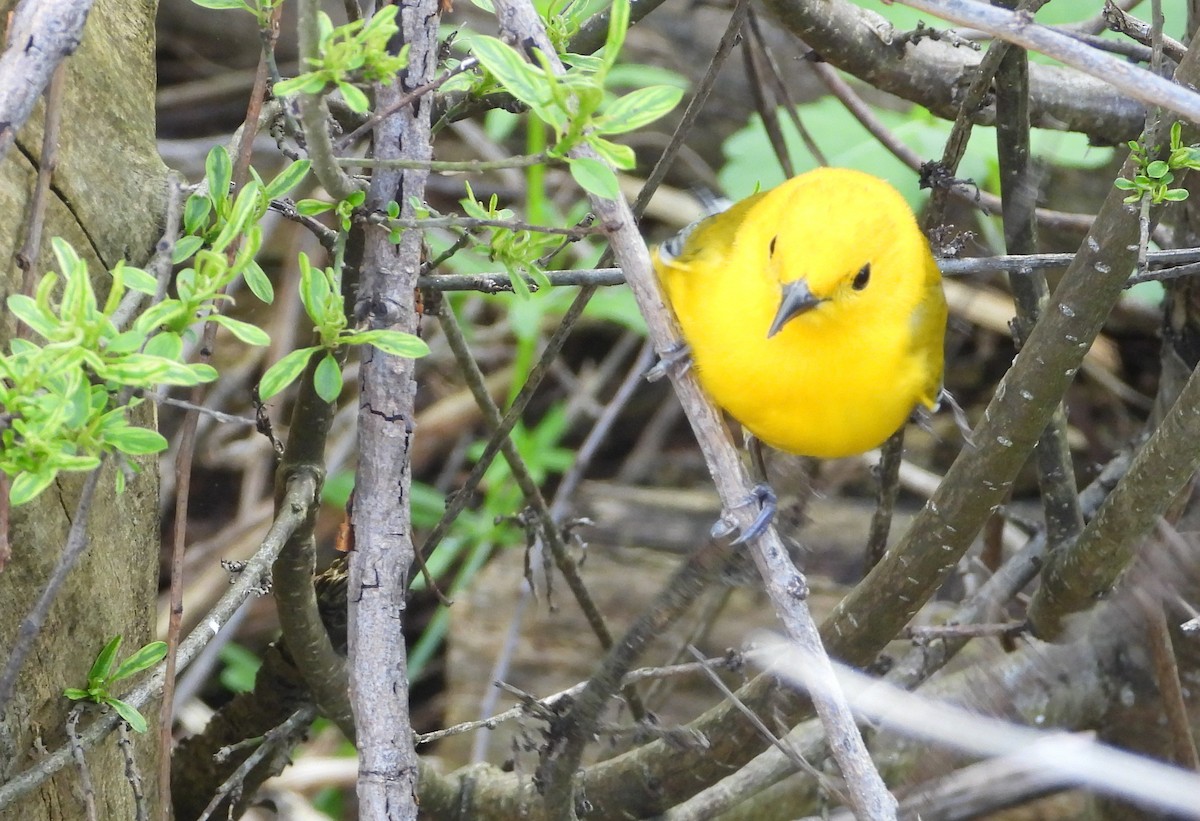 Prothonotary Warbler - ML635397535