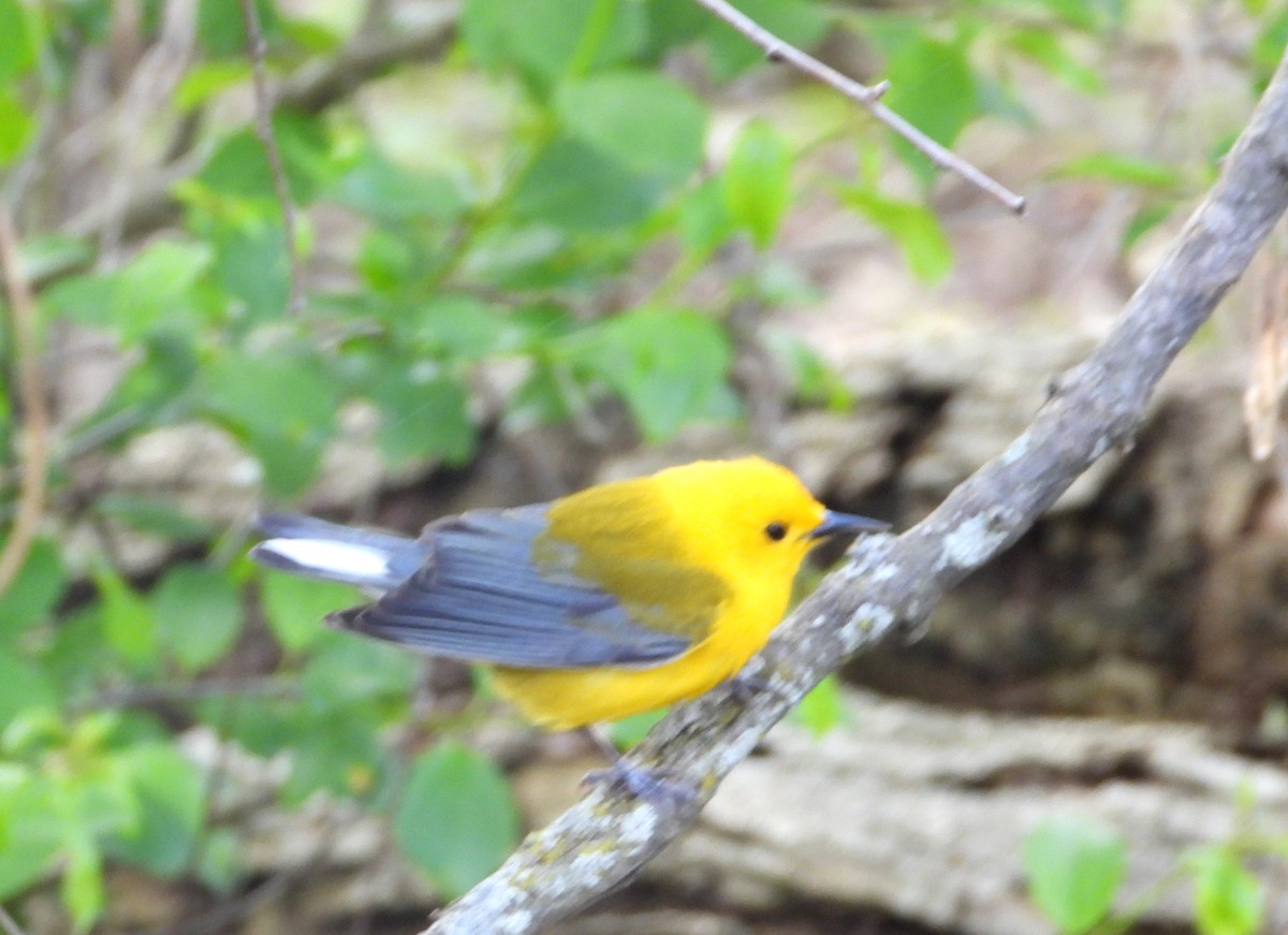 Prothonotary Warbler - ML635397539
