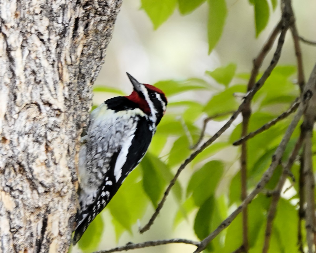 Red-naped Sapsucker - ML635397584